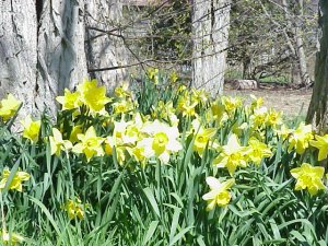 daffodils in bloom